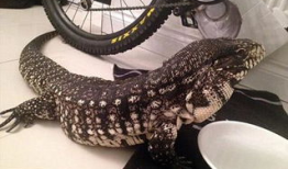 蜥蜴视频,跟随视频探索爬行动物的奇妙世界